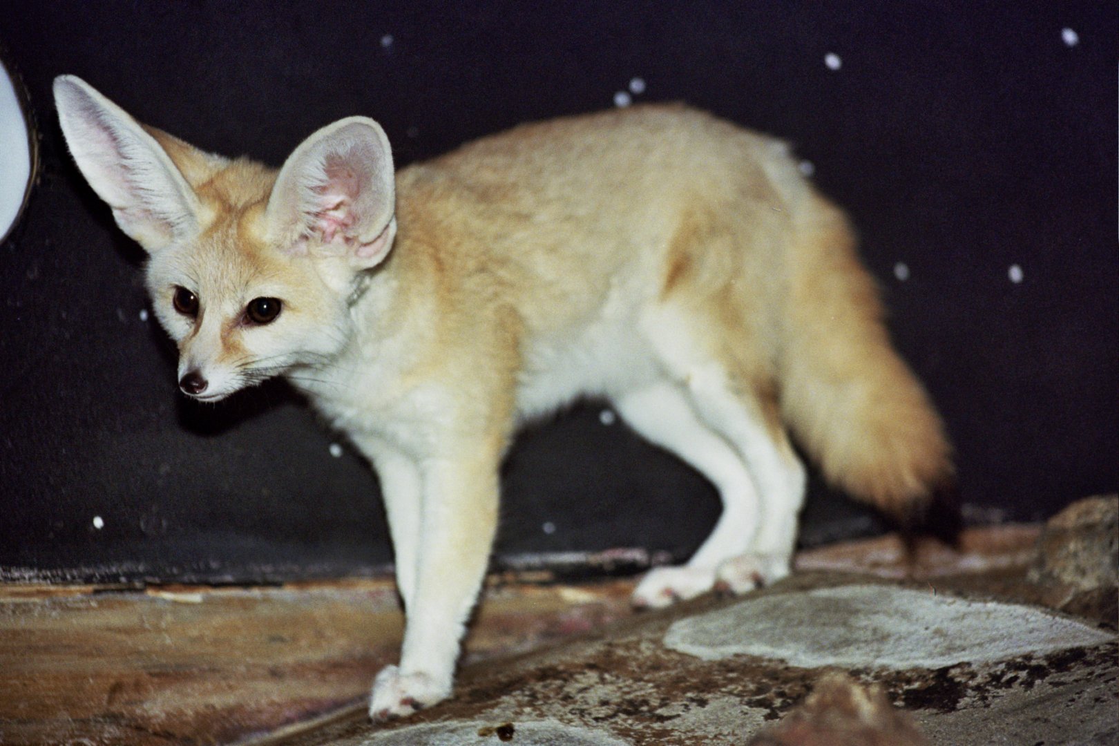 fennec fox (Vulpes zerda)