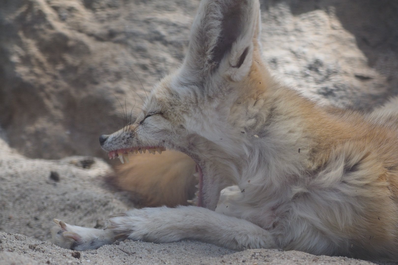 Fennec fox yawn