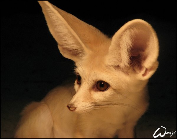 Fennec fox (ZOO Olomouc)