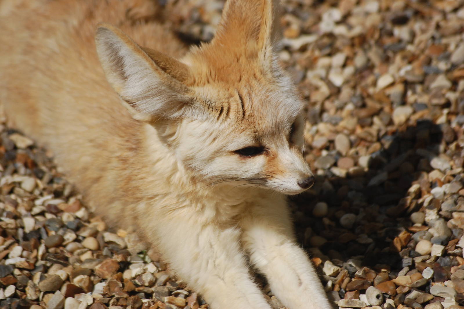Fennec Fox