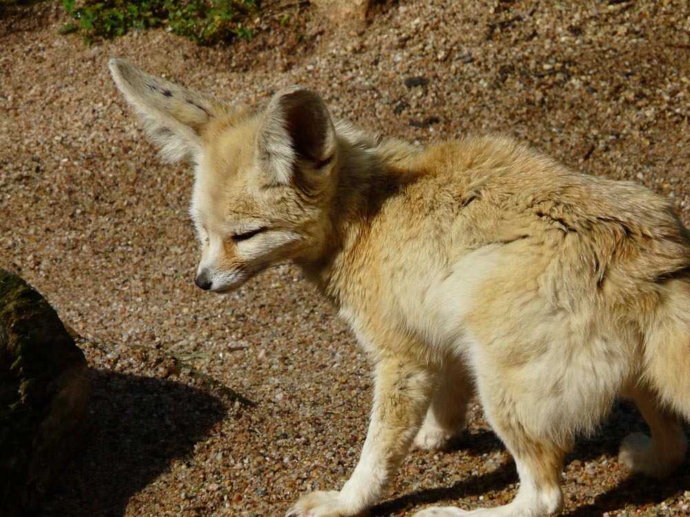 Fennec fox