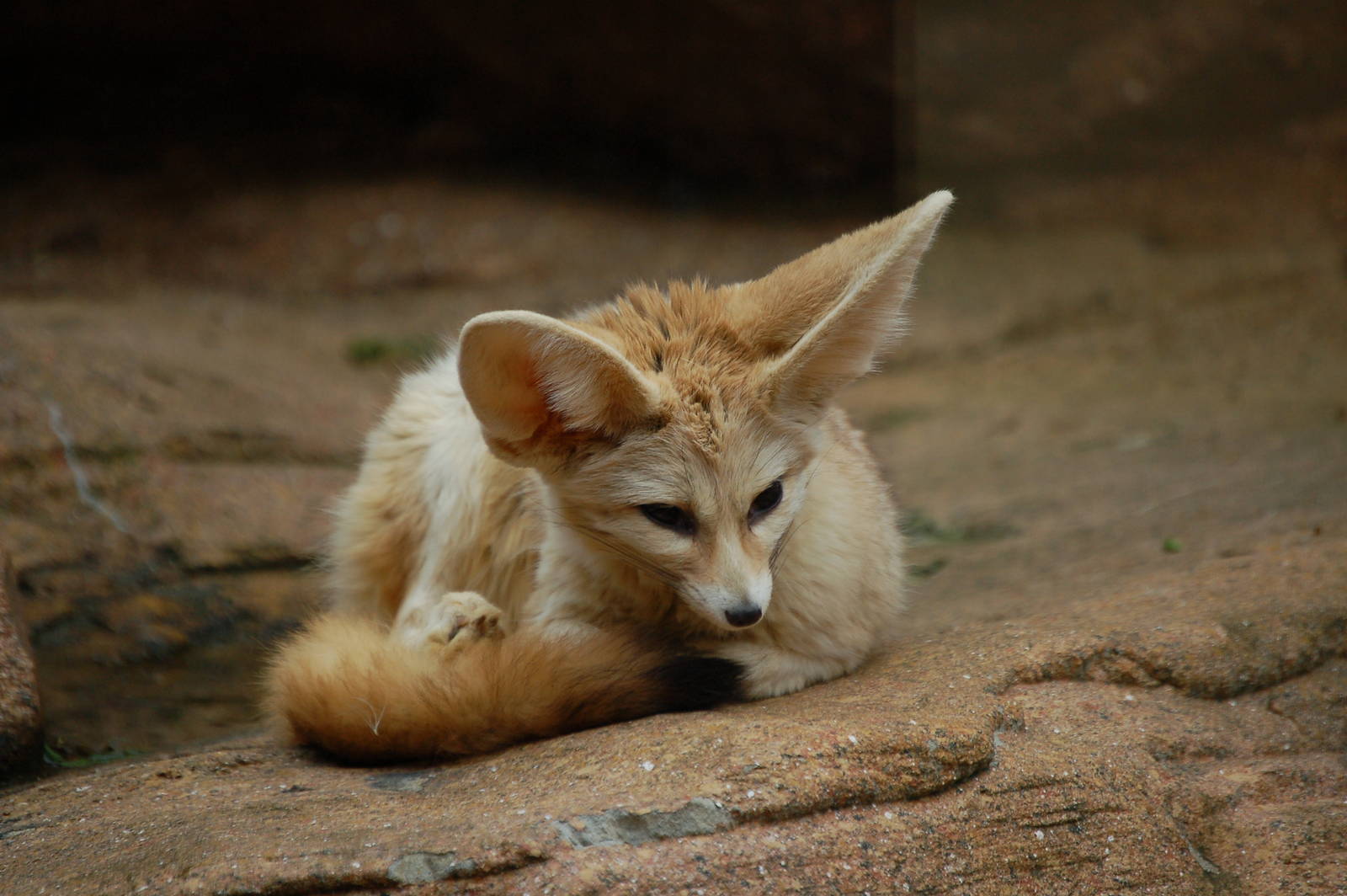 Fennec Fox