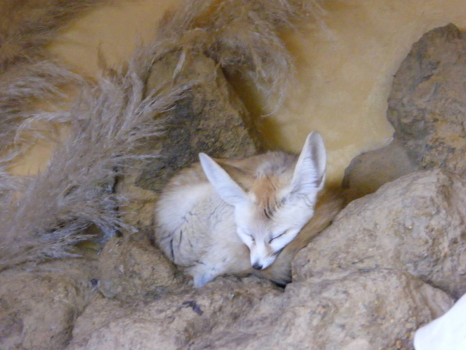 Fennec Fox