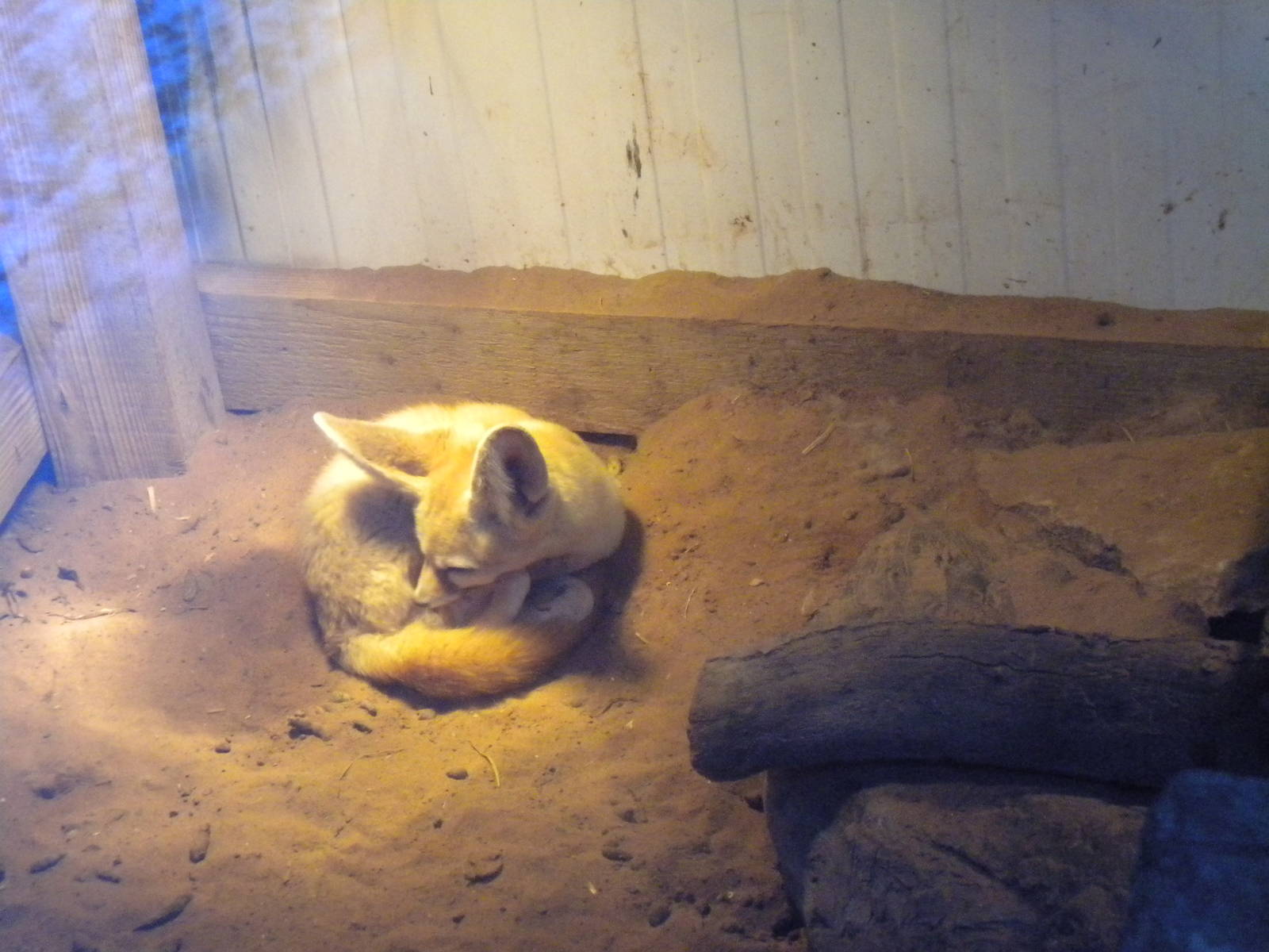 Fennec Fox.
