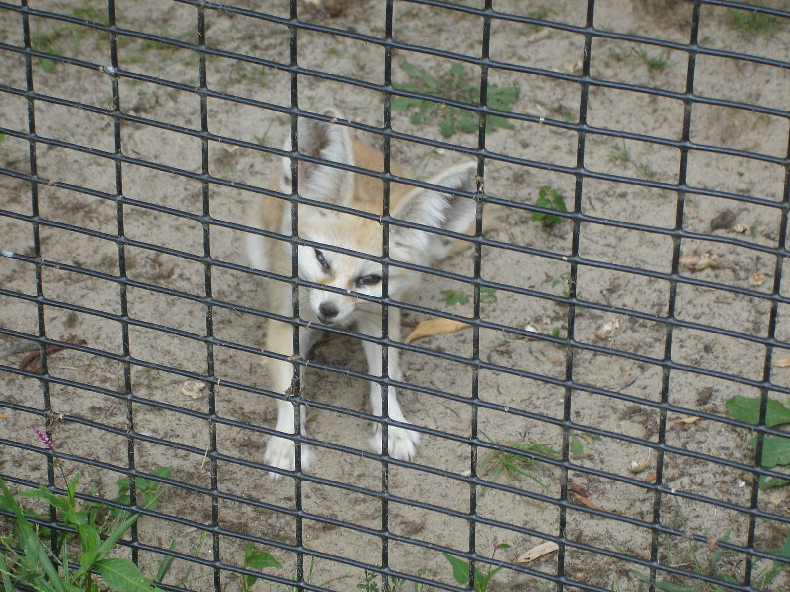 Fennec Fox