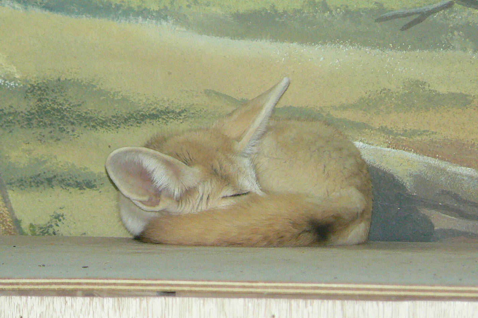 Fennec fox