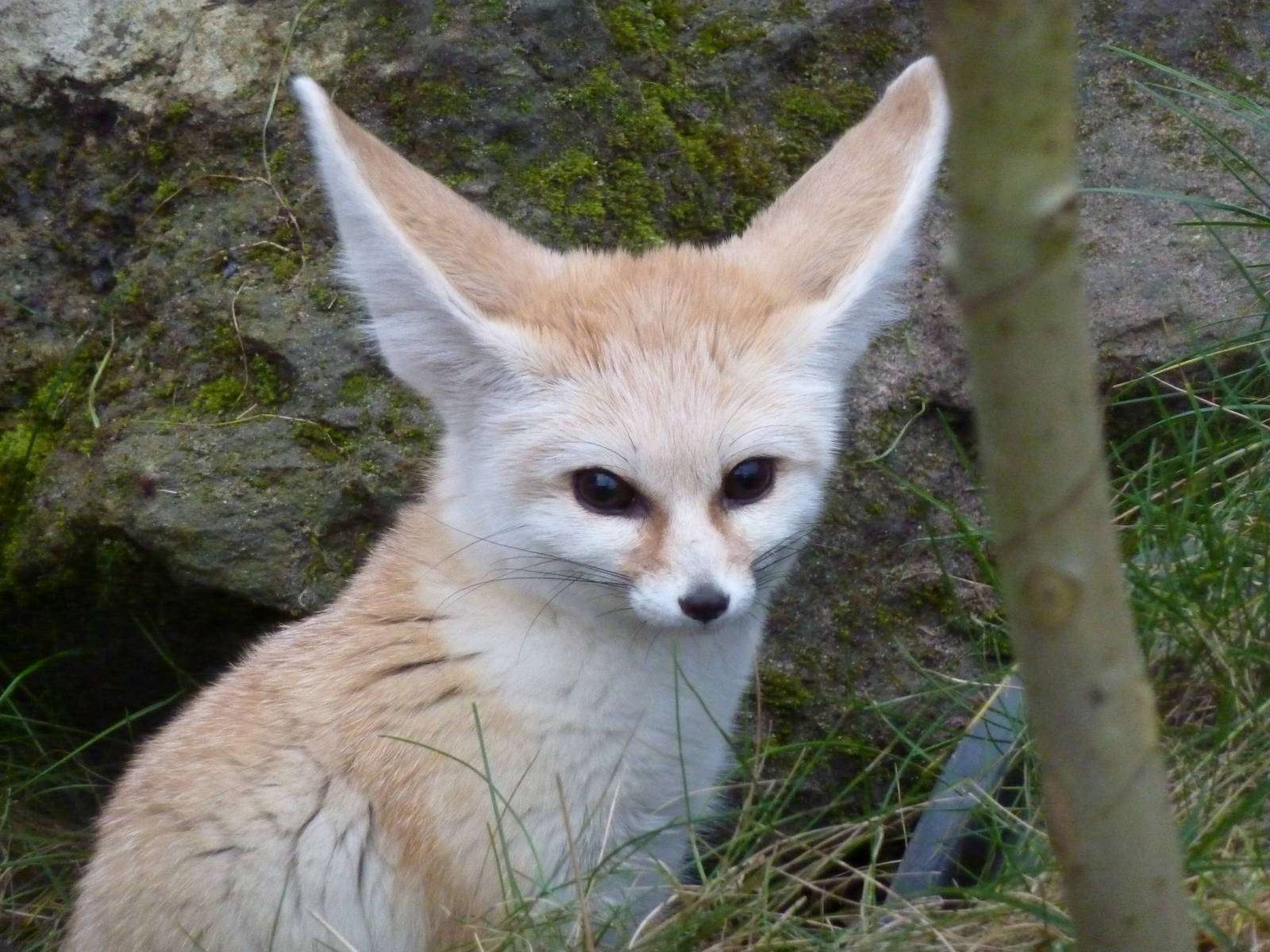 Fennec fox