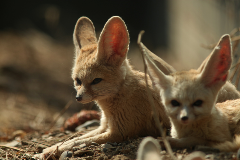 fennec fox