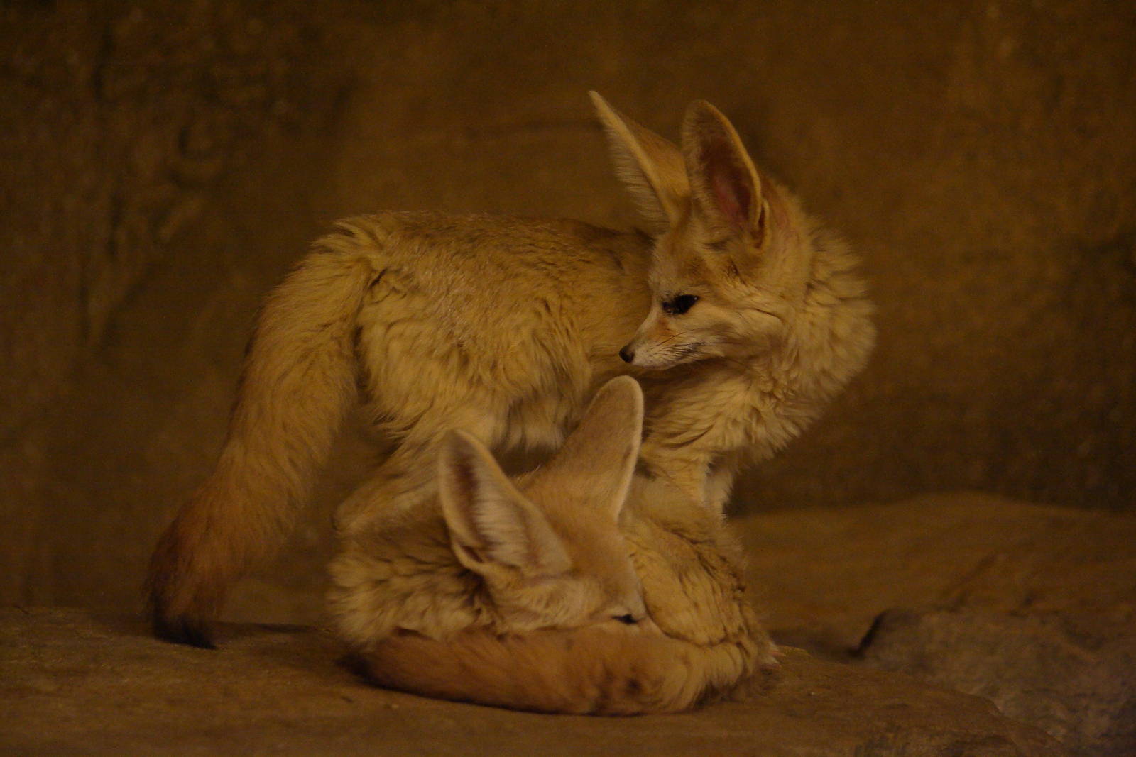 Fennec fox