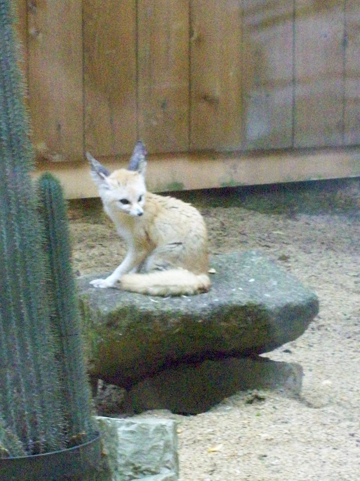 fennec fox