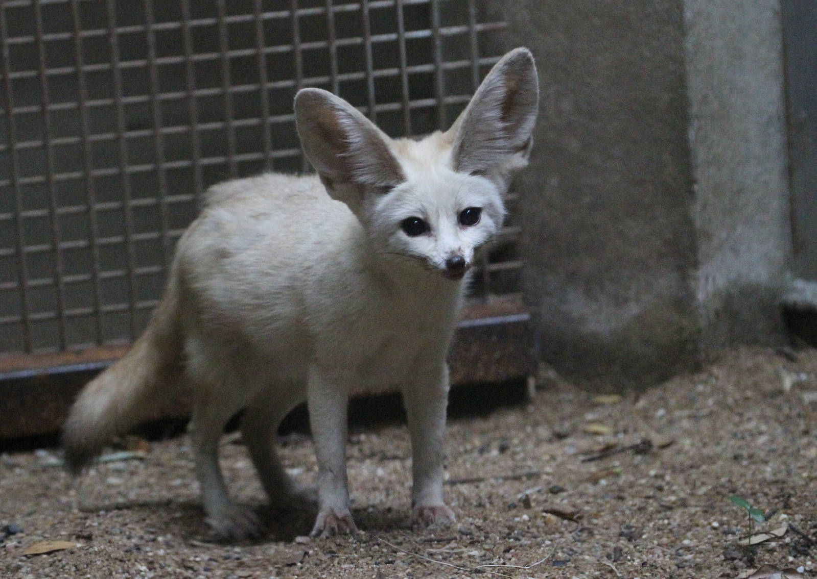 Fennec Fox