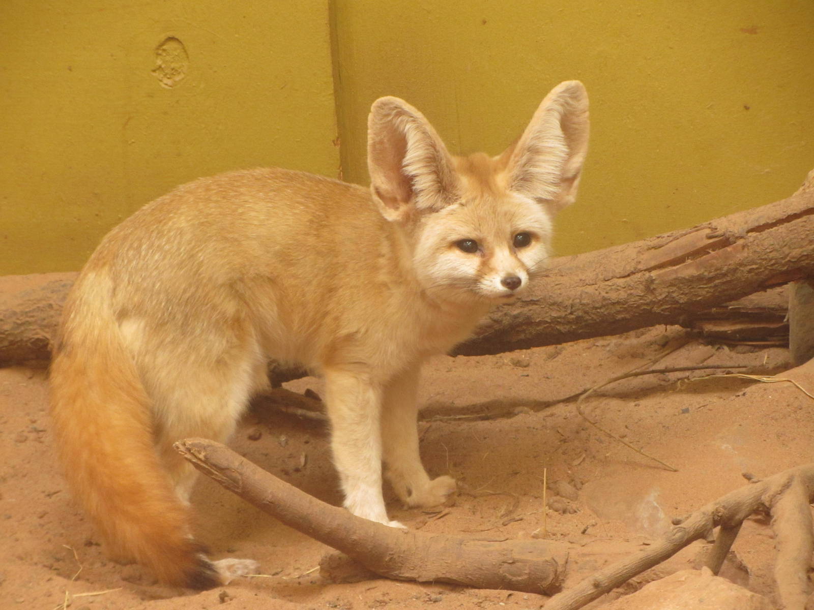 Fennec Fox