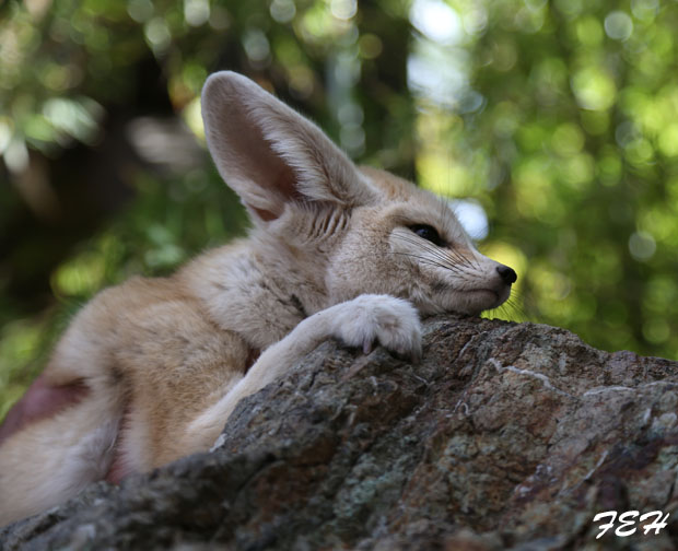 fennec fox
