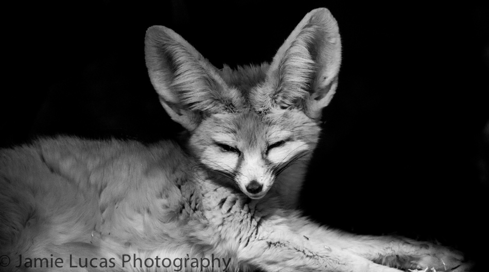 Fennec Fox
