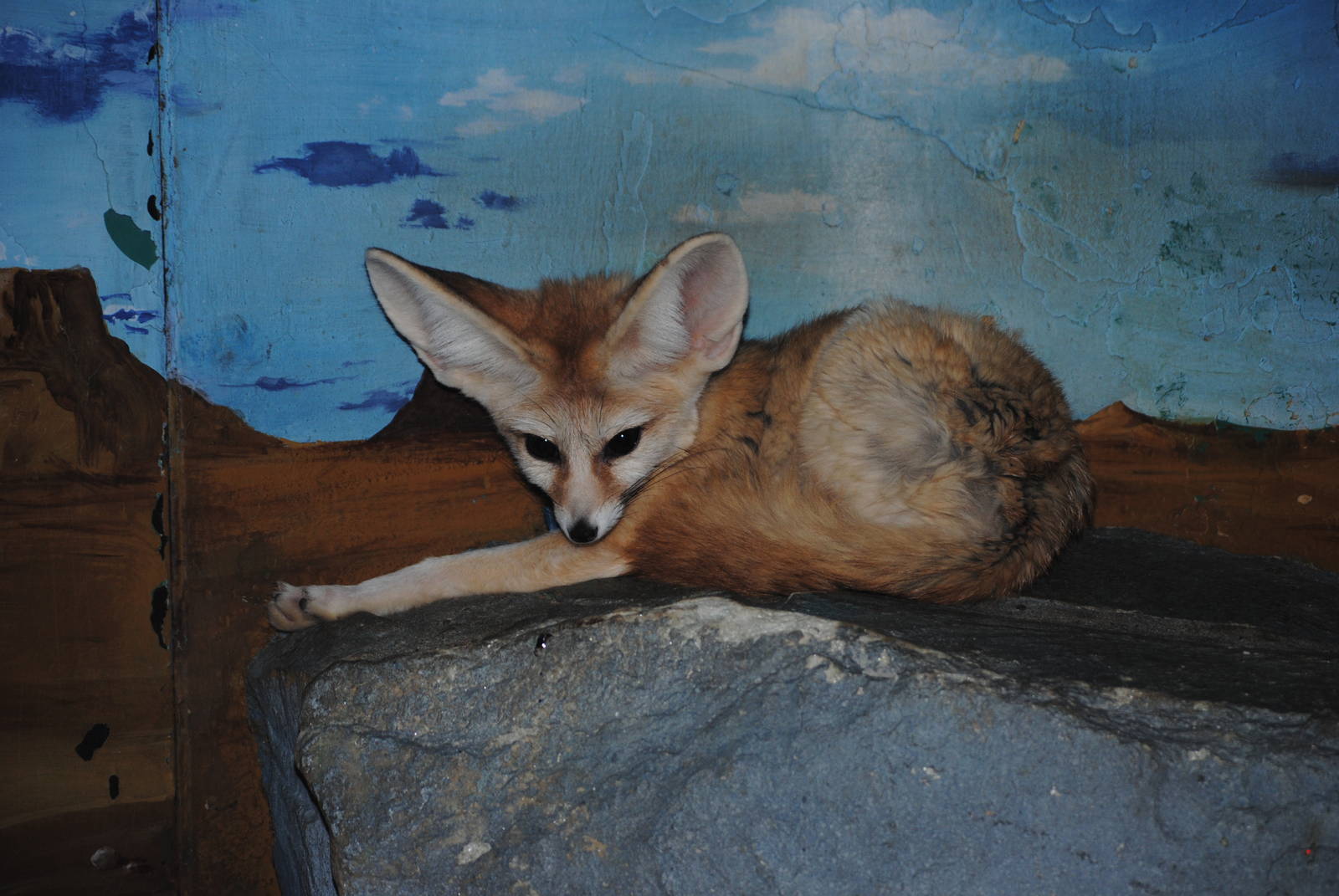 Fennec Fox