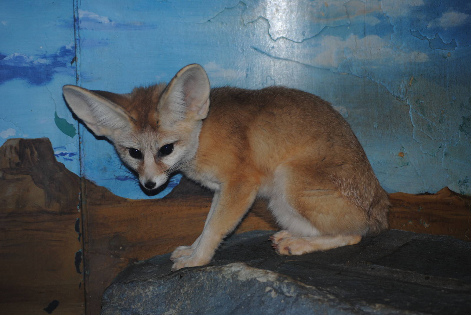 Fennec Fox