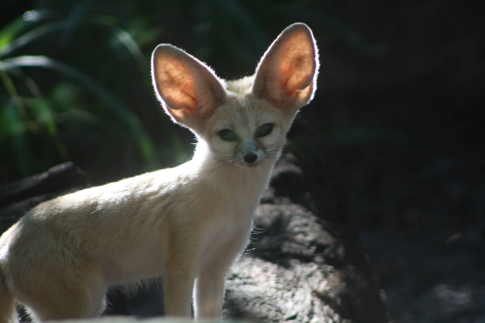 Fennec Fox