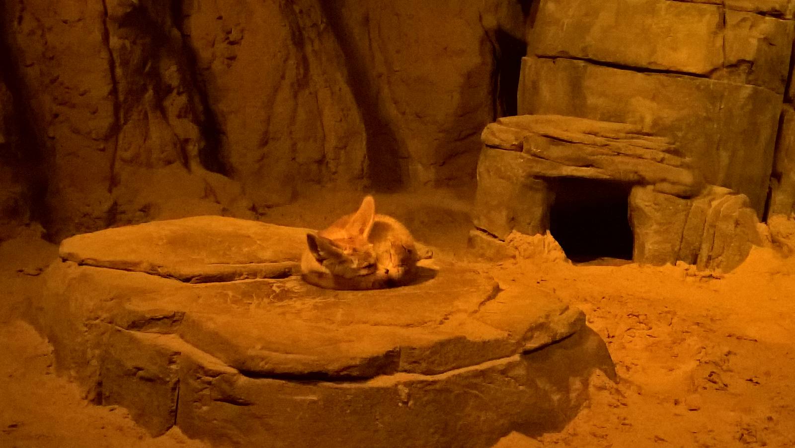 Fennec fox