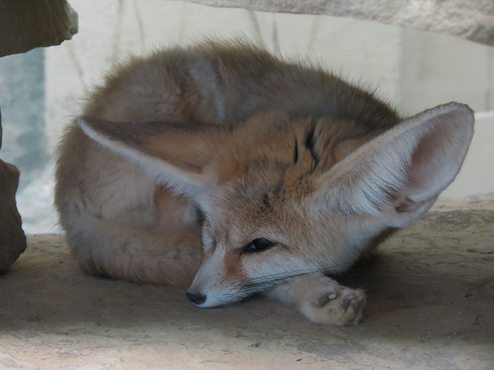 Fennec Fox