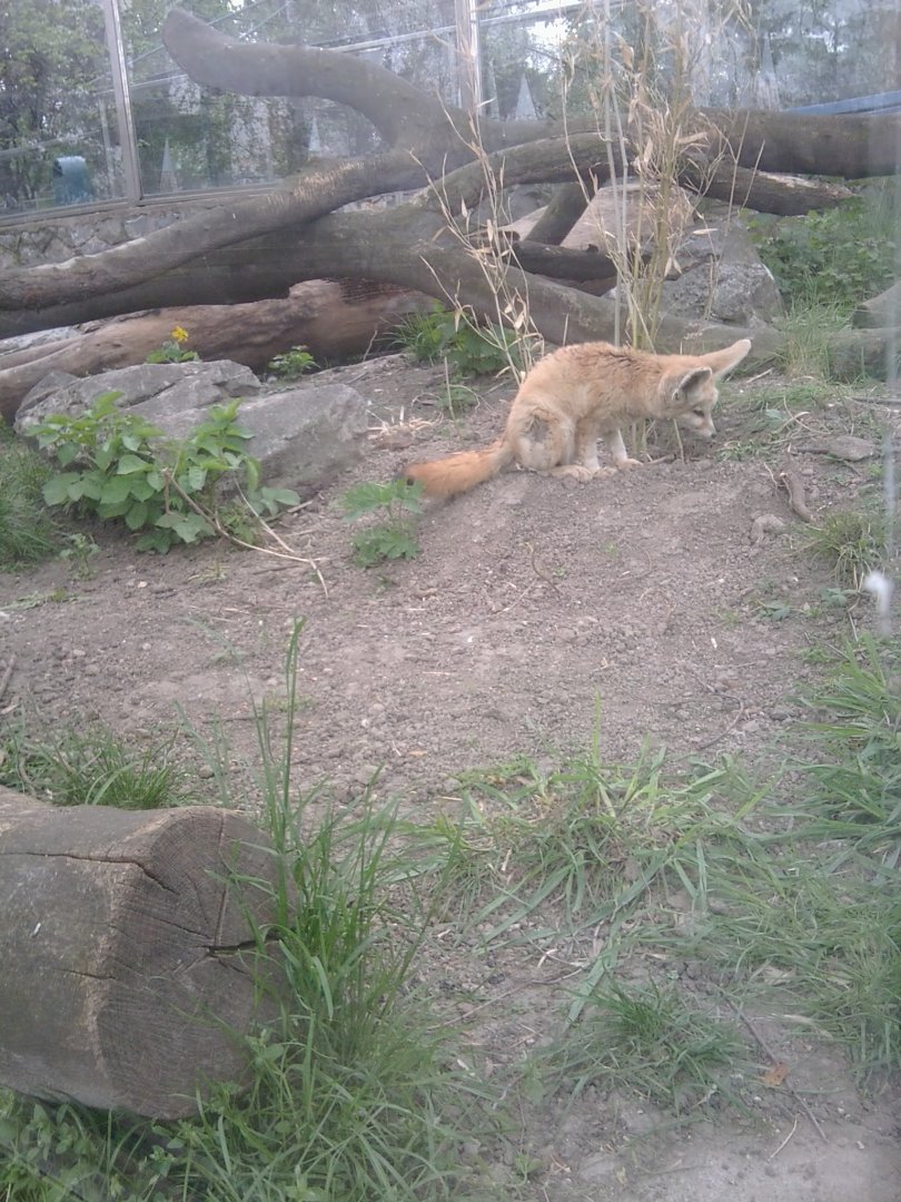 Fennec fox