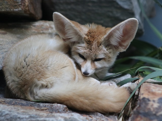 Fennec Fox