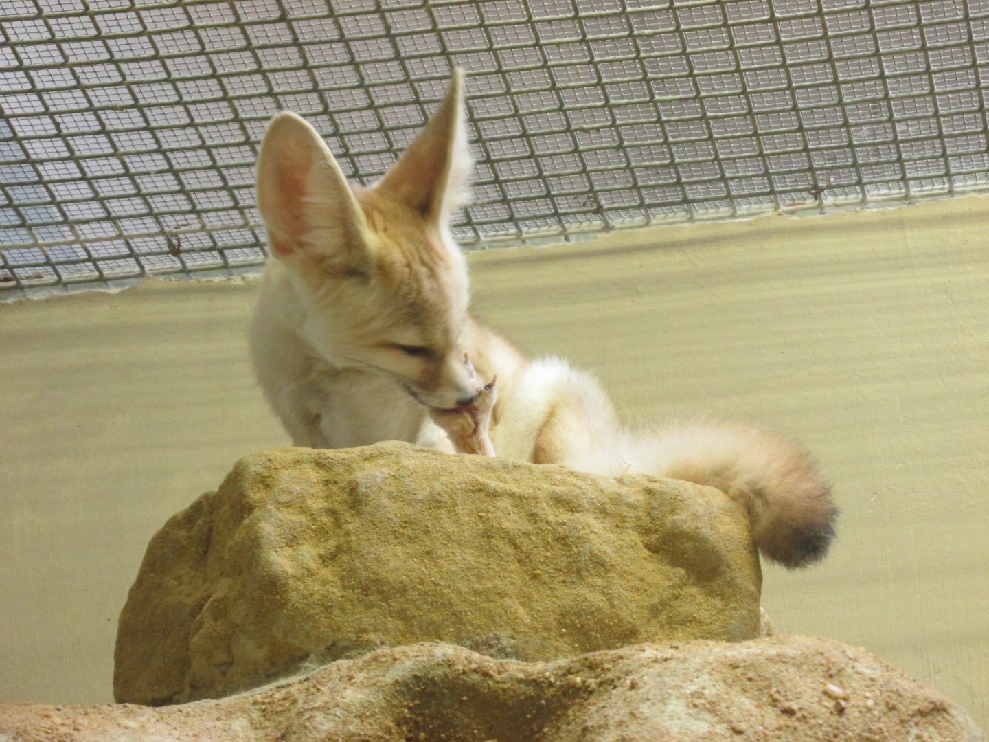 fennec fox