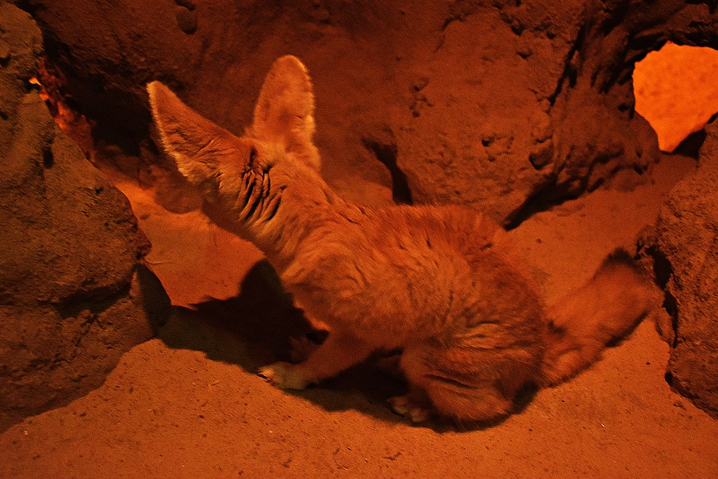 Fennec fox