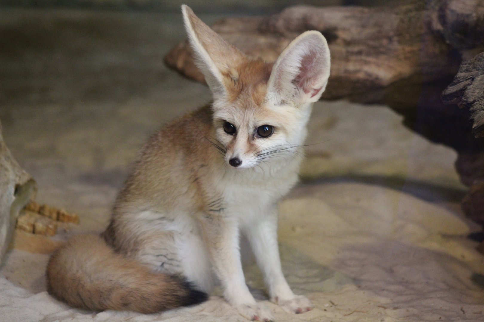 Fennec Fox