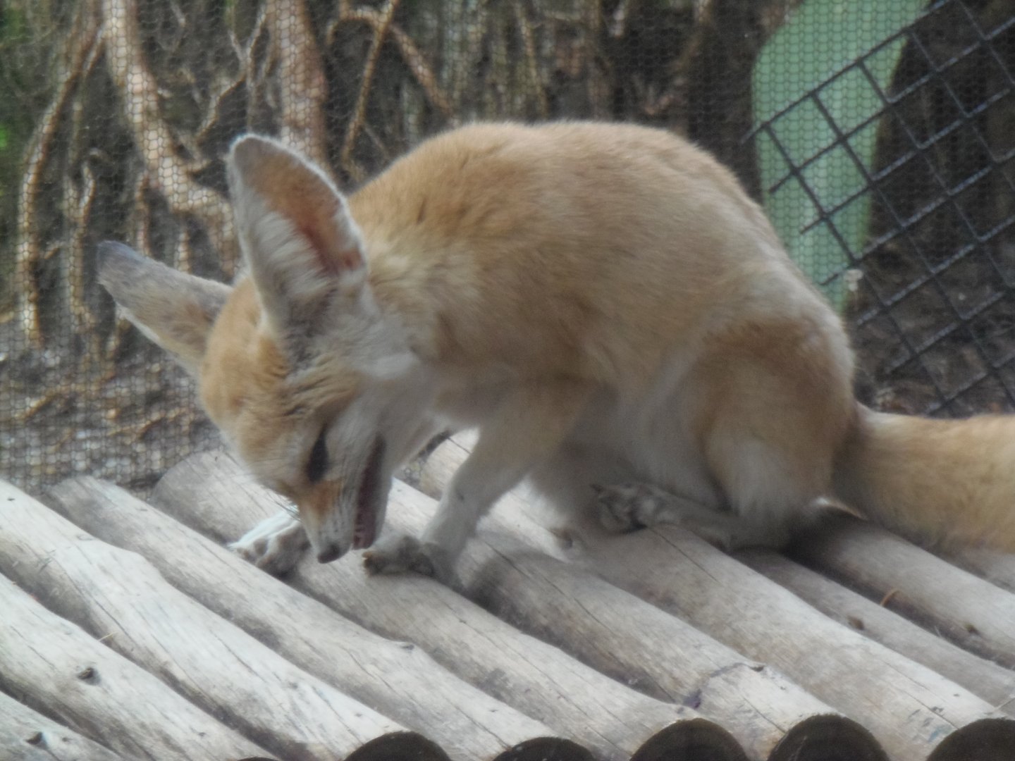 Fennec Fox