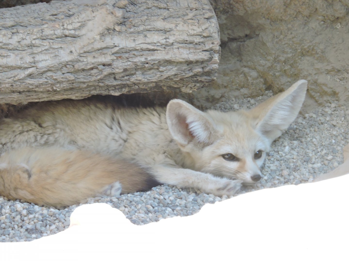 Fennec Fox