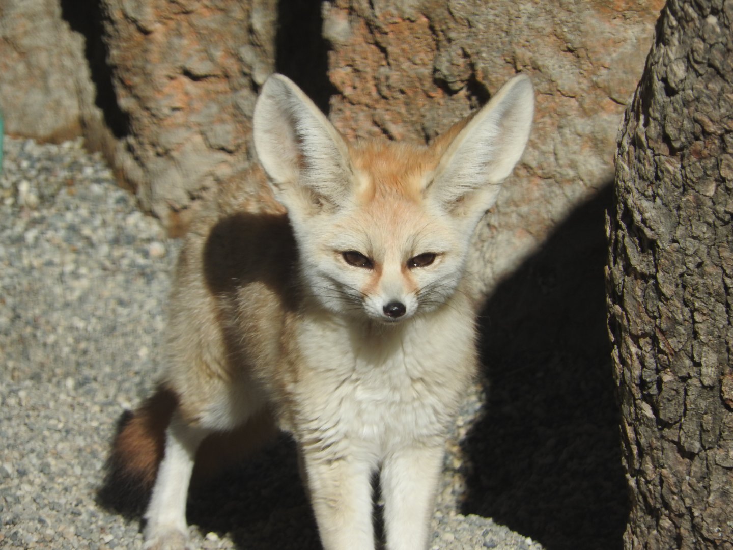 Fennec Fox