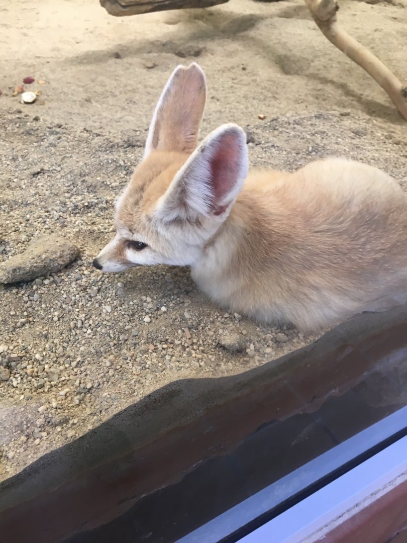 Fennec fox