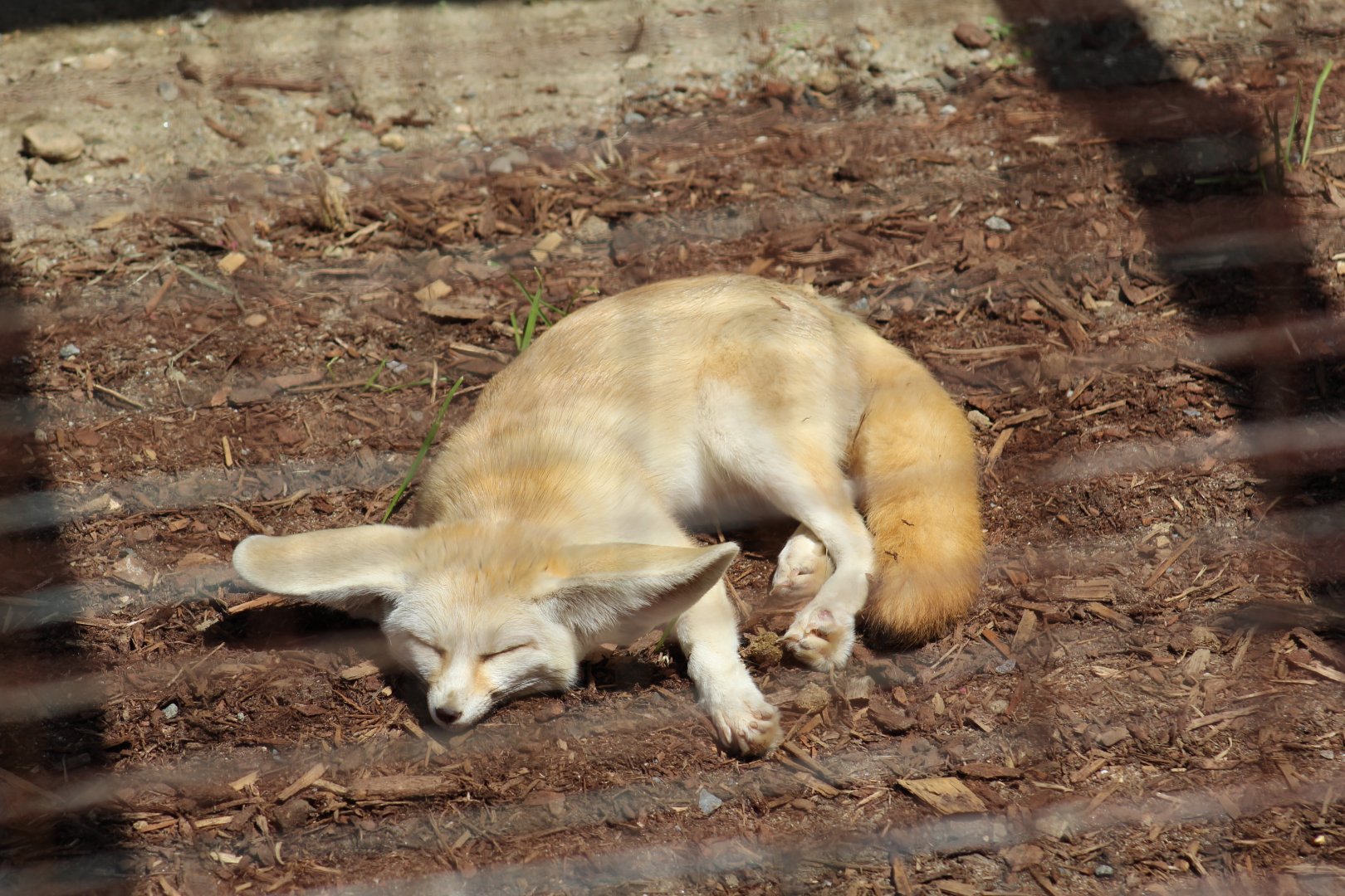 Fennec Fox