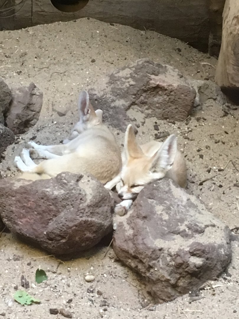 Fennec Fox