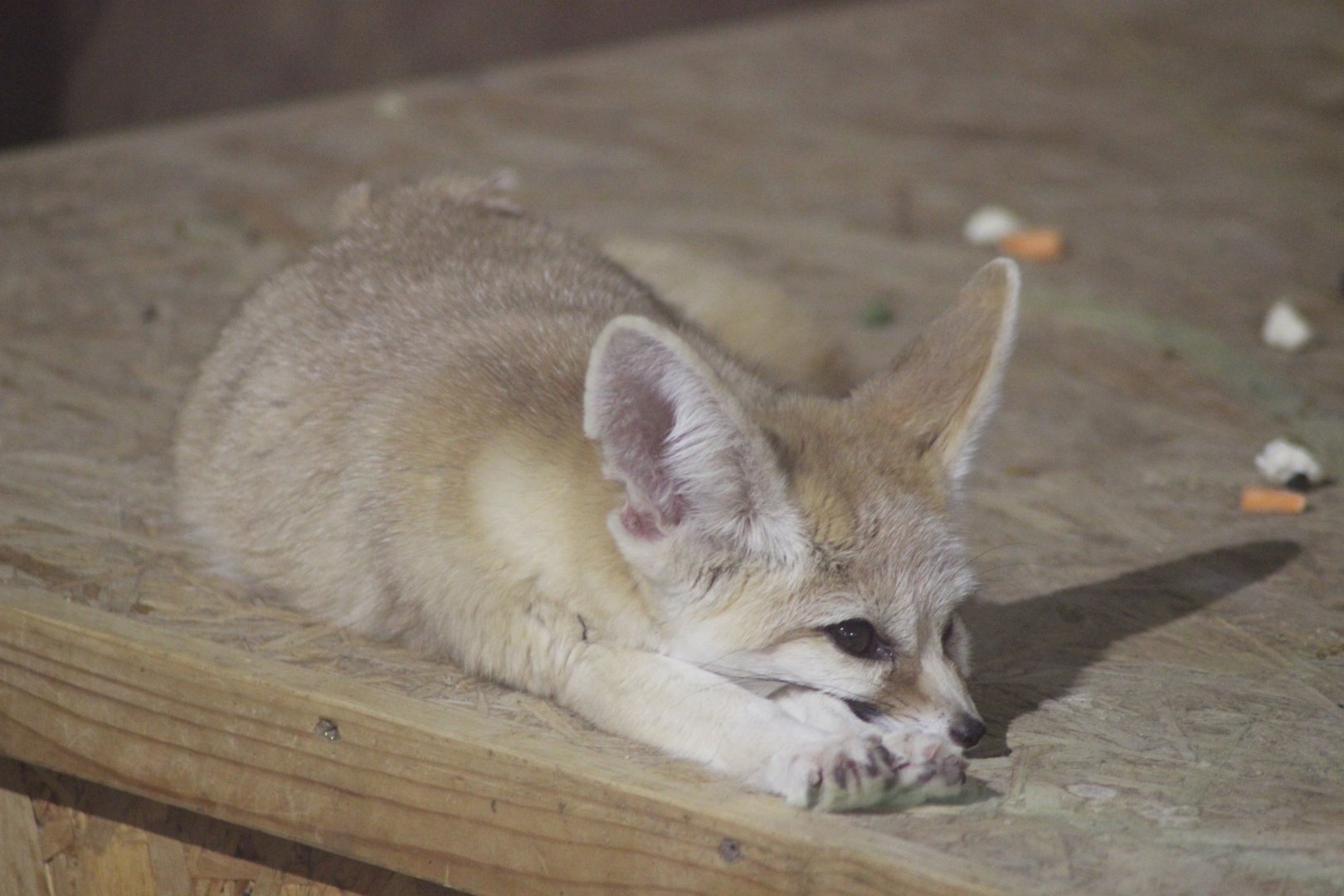 Fennec Fox