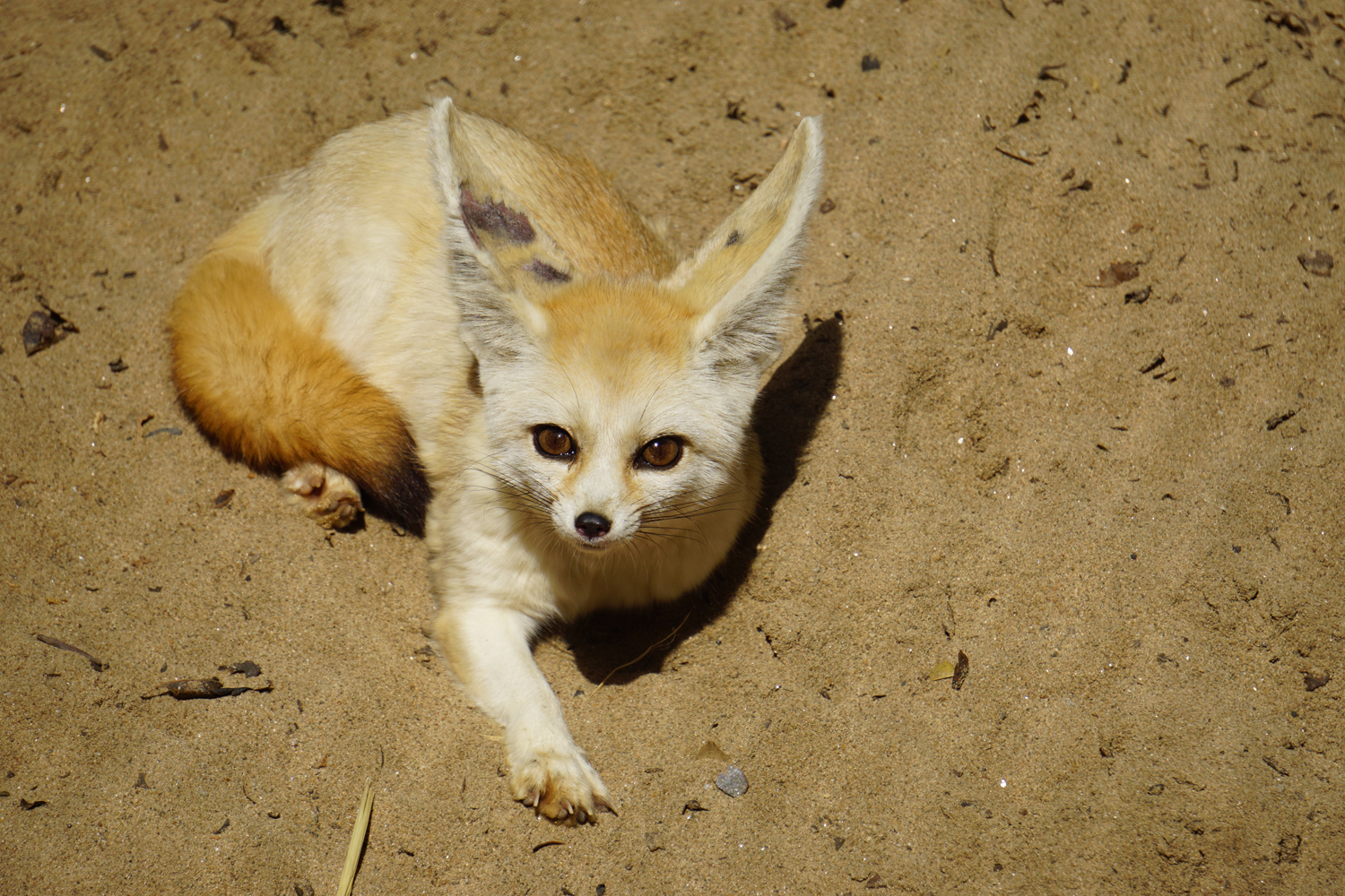 Fennec fox