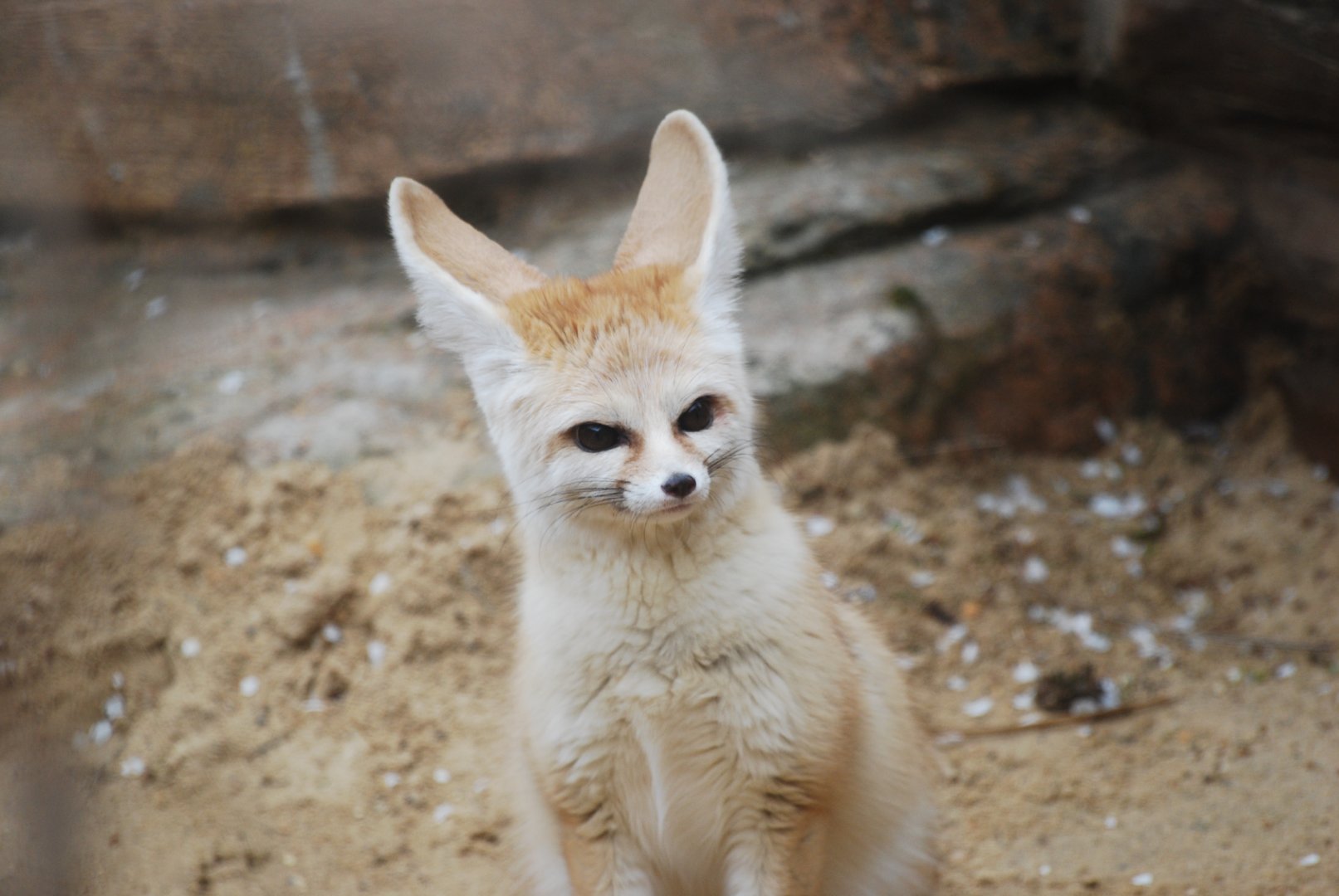 Fennec fox