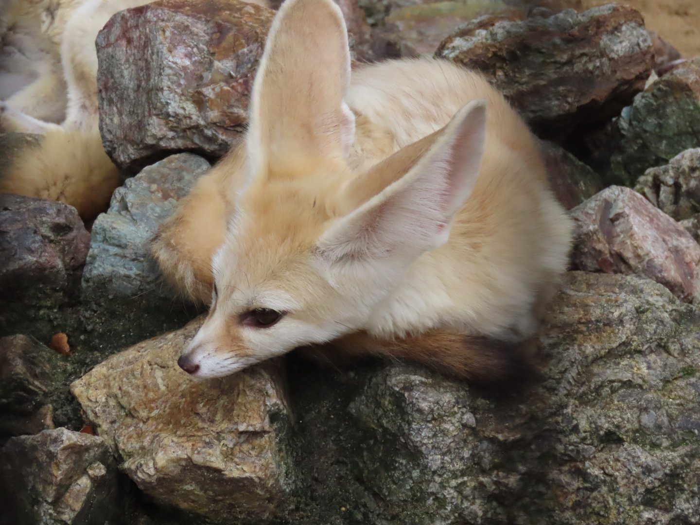 Fennec fox