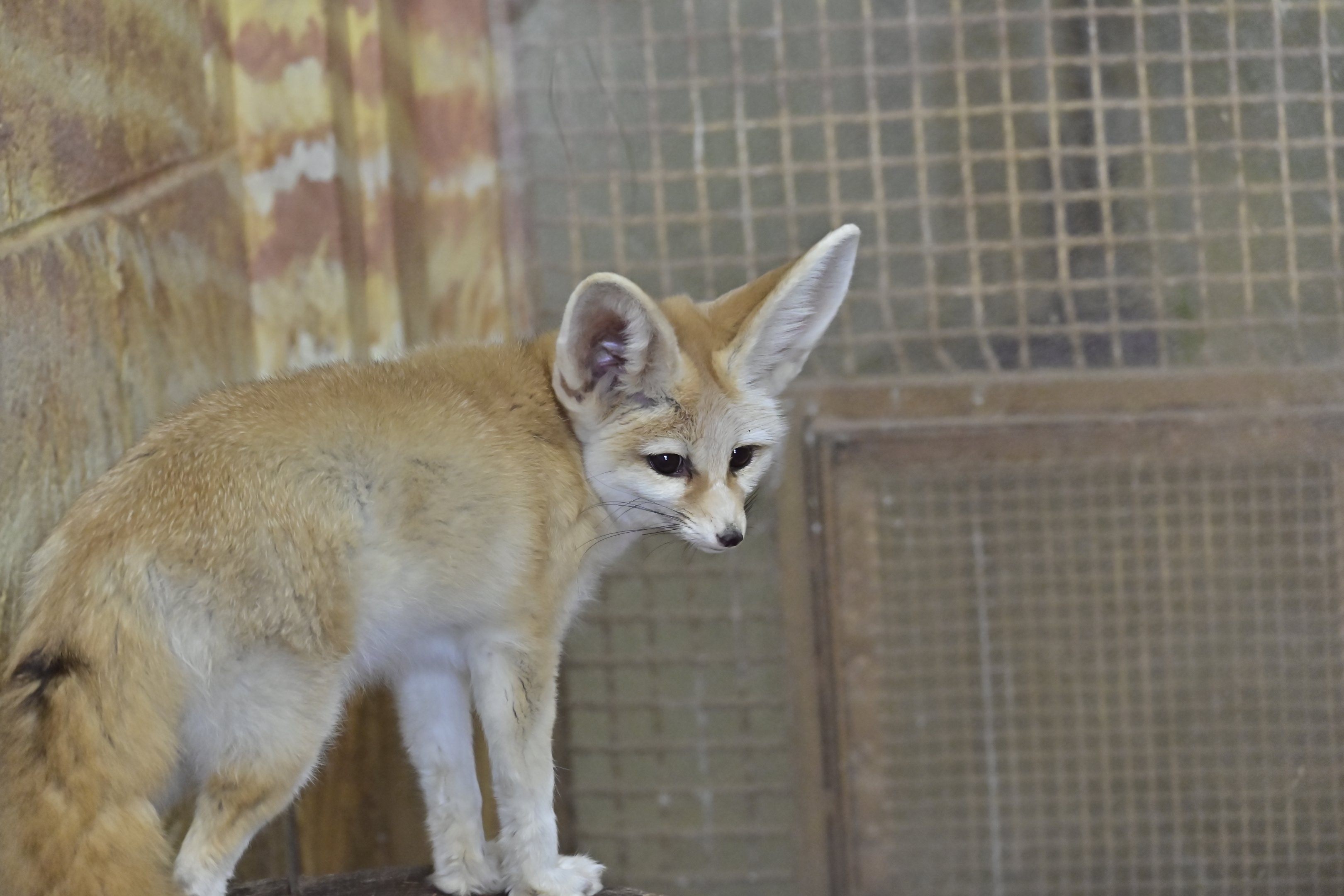 Fennec Fox