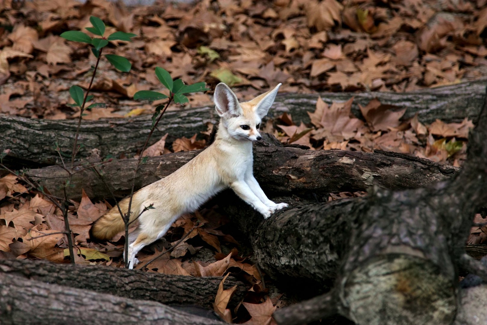 Fennec fox