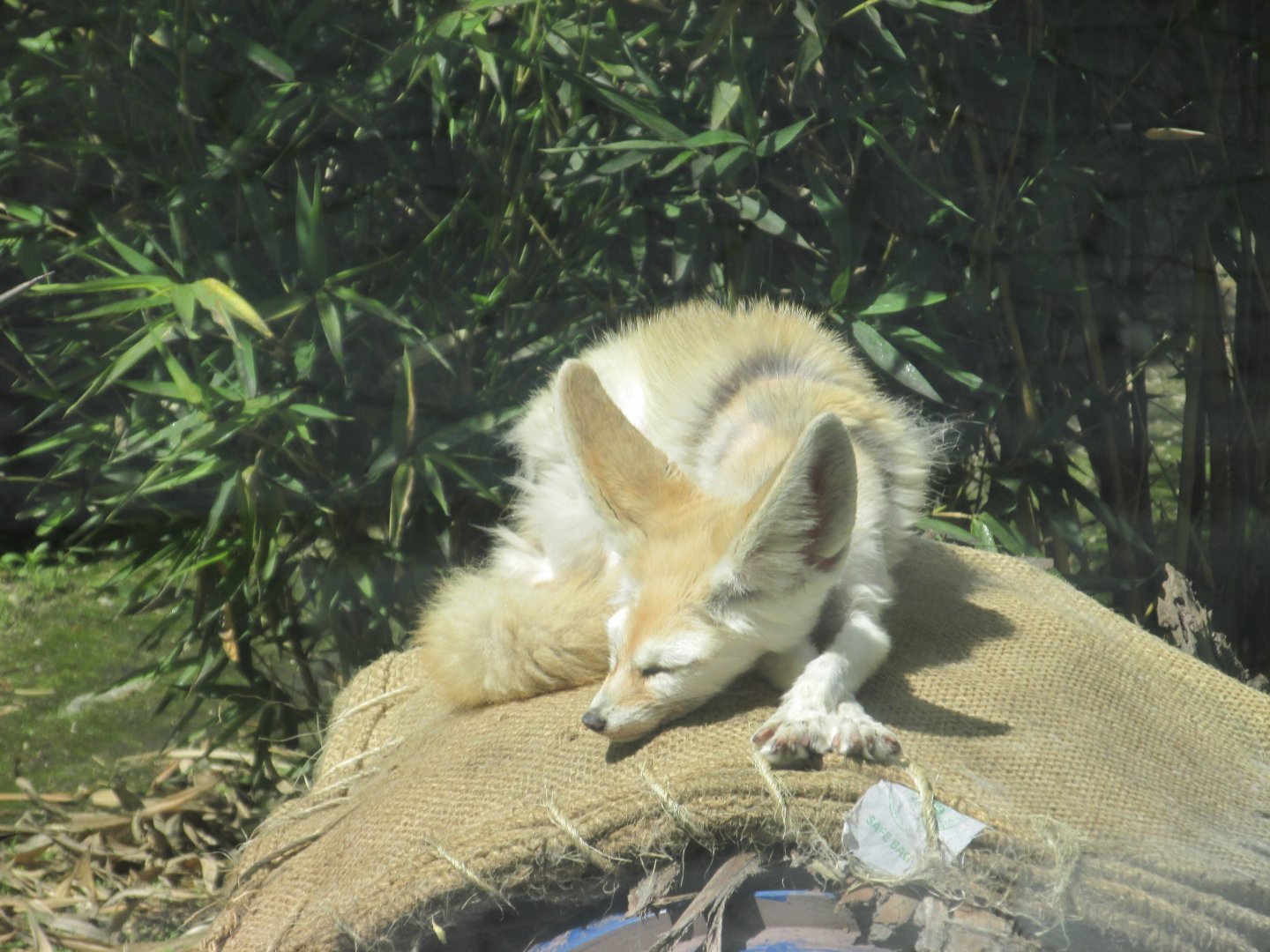 fennec fox