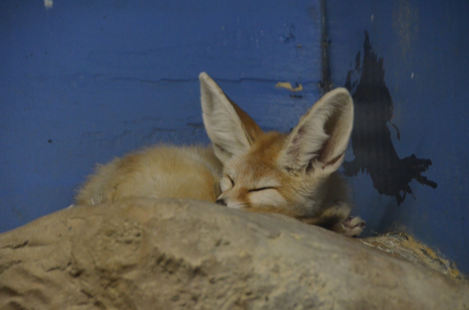 Fennec Fox