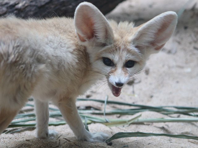 Fennec Fox