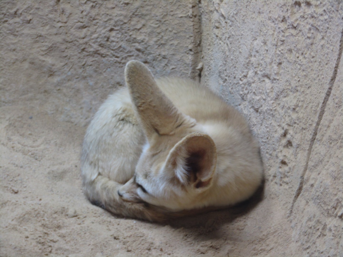 Fennec Fox