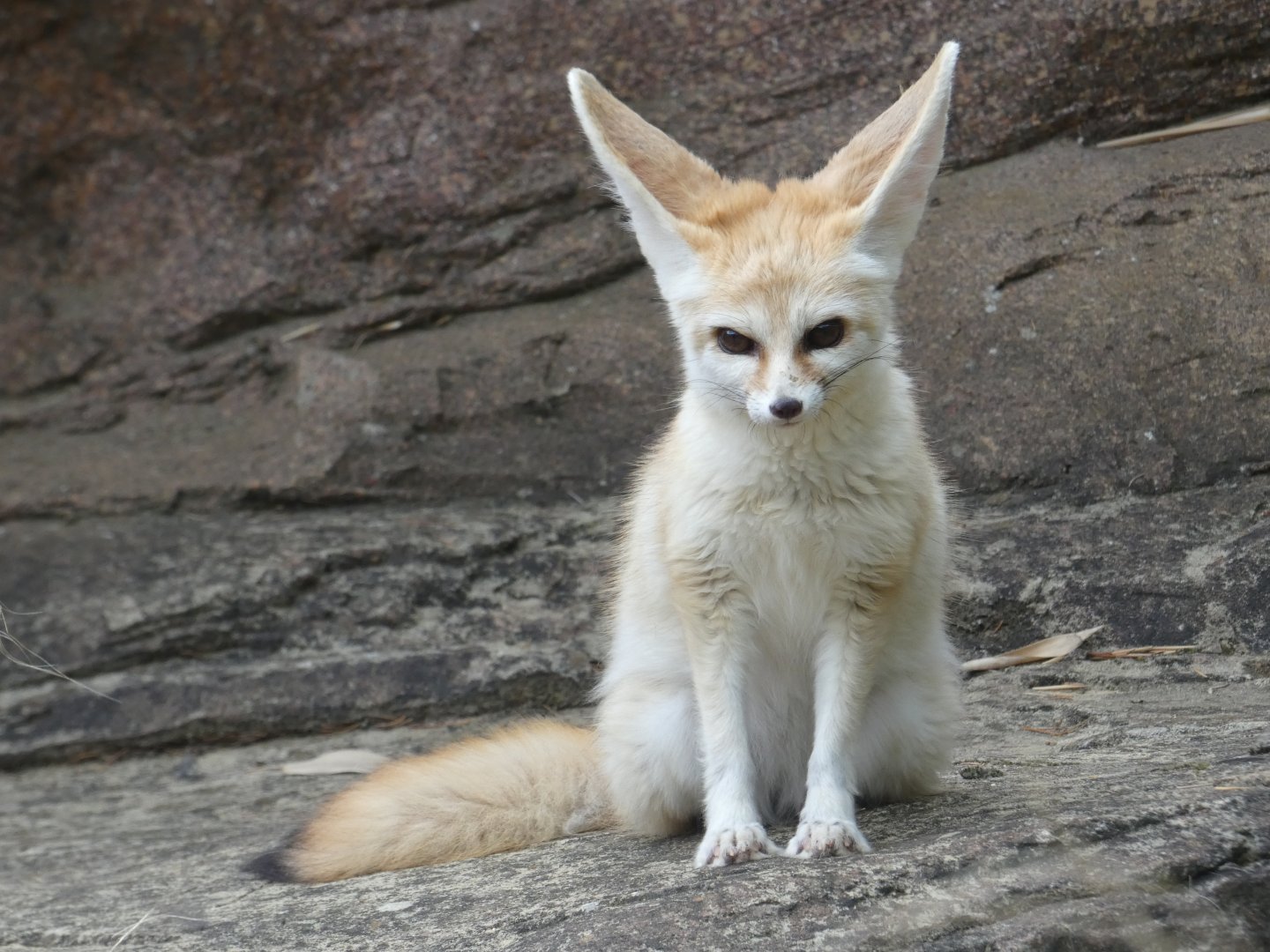 Fennec fox