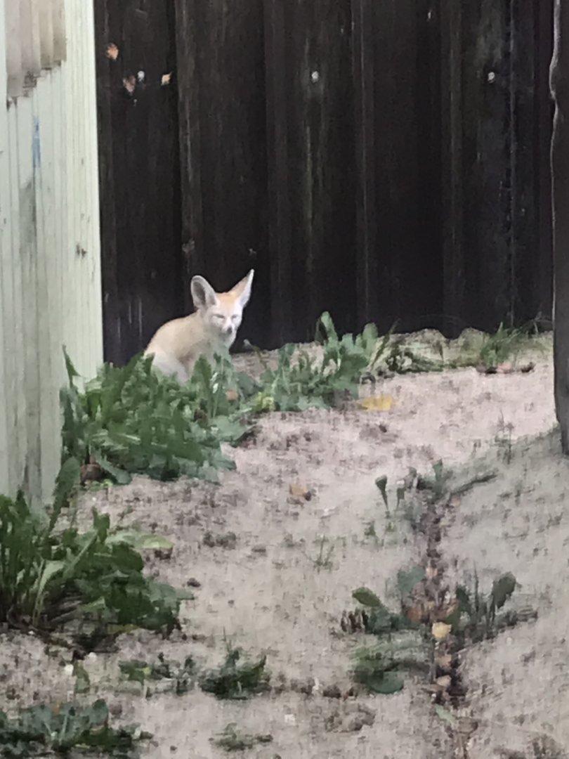 Fennec fox