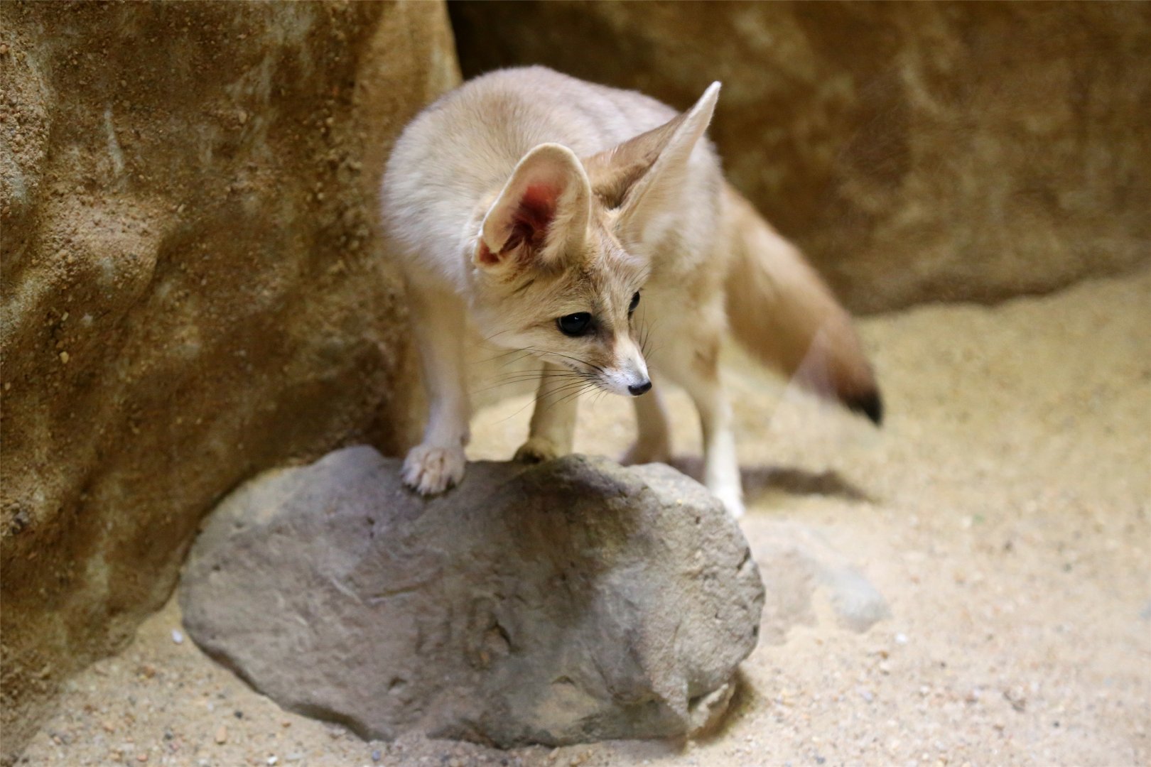 Fennec Fox