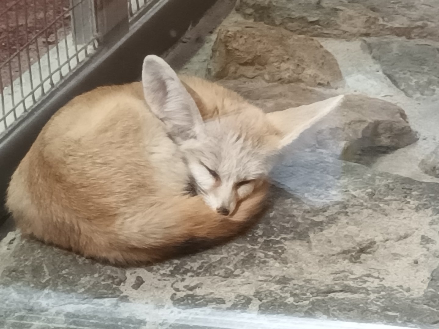 Fennec Fox