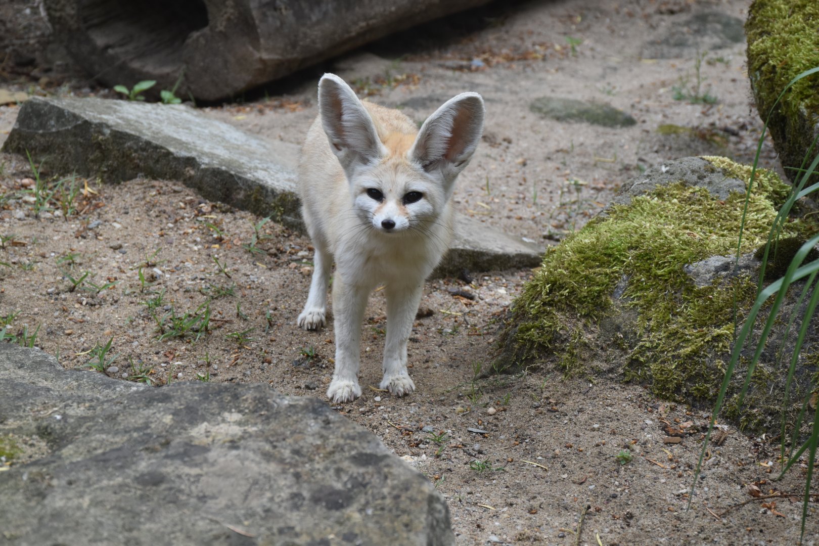 Fennec fox