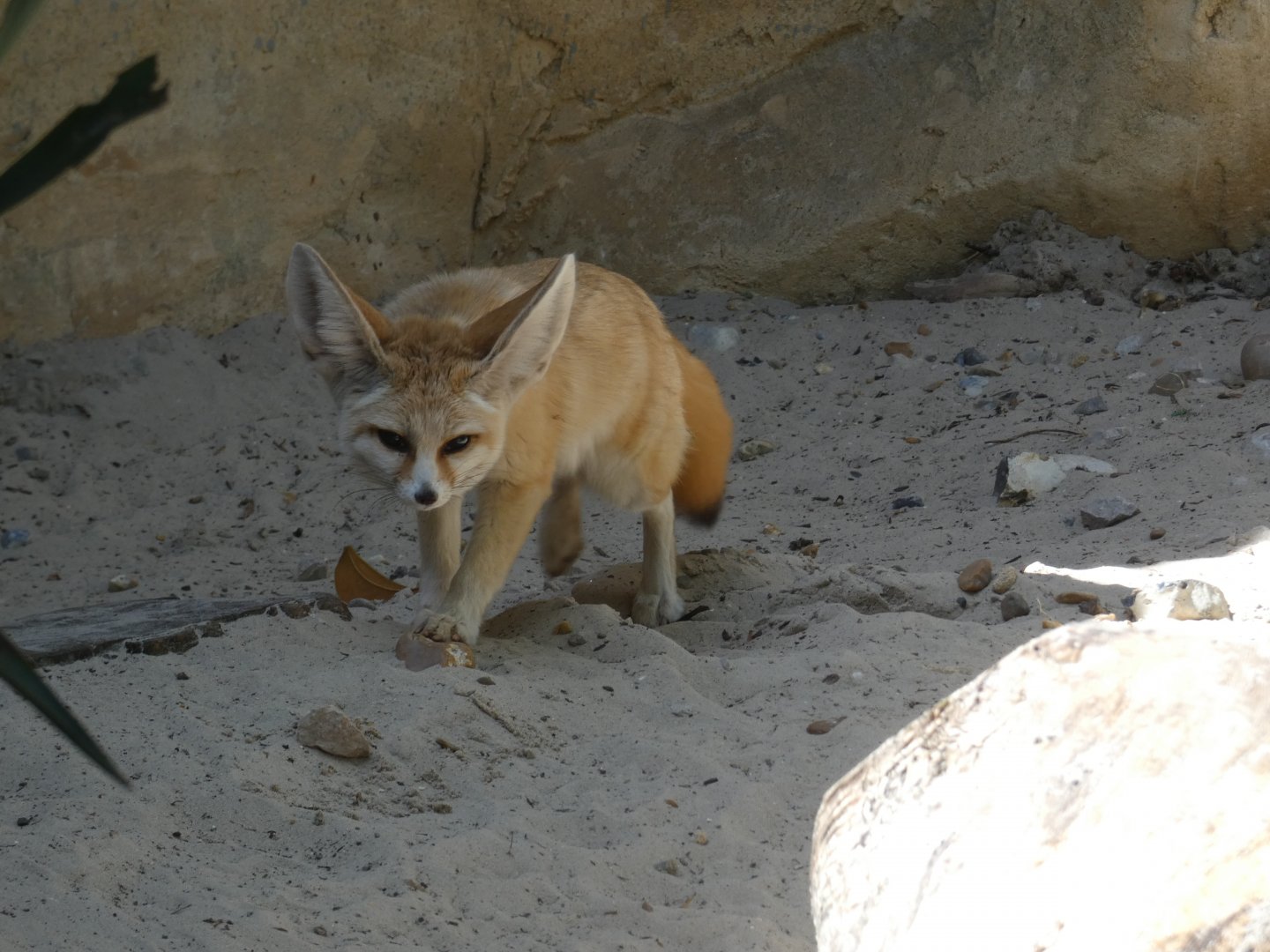 Fennec fox